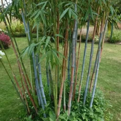 Blå bambu - Set om 18 - Fargesia papyrifera 'Blue Dragon' - Höjd 30-40cm - ⌀13cm