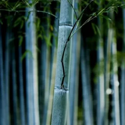 Blå bambu - Set om 18 - Fargesia papyrifera 'Blue Dragon' - Höjd 30-40cm - ⌀13cm