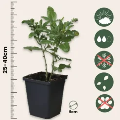 Blå blyblomma - Set om 6 - Plumbago auriculata - Höjd 25-40cm - ⌀9cm
