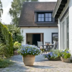 Blå blyblomma - Set om 6 - Plumbago auriculata - Höjd 25-40cm - ⌀9cm