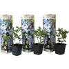 Blå blyblomma - Set om 3 - Plumbago auriculata - Höjd 25-40cm - ⌀9cm