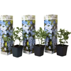 Blå blyblomma - Set om 3 - Plumbago auriculata - Höjd 25-40cm - ⌀9cm