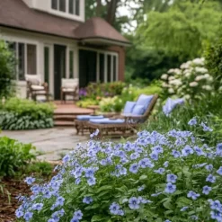 Blå blyblomma - Set om 3 - Plumbago auriculata - Höjd 25-40cm - ⌀9cm