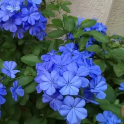 Blå blyblomma - Set om 3 - Plumbago auriculata - Höjd 25-40cm - ⌀9cm