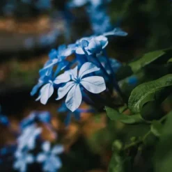 Blå blyblomma - Set om 3 - Plumbago auriculata - Höjd 25-40cm - ⌀9cm