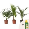 Blanda utomhuspalmer - Set om 3 - Outdoor Palmmix - Pokon - Höjd 50-70cm - ⌀15cm