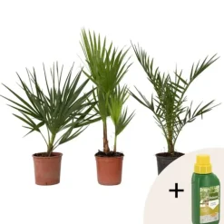 Blanda utomhuspalmer - Set om 3 - Outdoor Palmmix - Pokon - Höjd 50-70cm - ⌀15cm