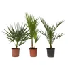 Blanda utomhuspalmer - Set om 3 - Outdoor Palmmix - Höjd 50-70cm - ⌀15cm