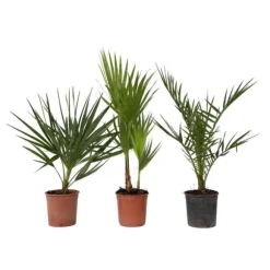 Blanda utomhuspalmer - Set om 3 - Outdoor Palmmix - Höjd 50-70cm - ⌀15cm