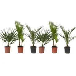Blanda utomhuspalmer - Set om 6 - Outdoor Palmmix - Höjd 50-70cm - ⌀15cm