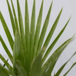 Blanda utomhuspalmer - Set om 6 - Outdoor Palmmix - Höjd 50-70cm - ⌀15cm