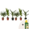 Blanda utomhuspalmer - Set om 6 - Outdoor Palmmix - Pokon - Höjd 50-70cm - ⌀15cm