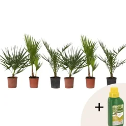 Blanda utomhuspalmer - Set om 6 - Outdoor Palmmix - Pokon - Höjd 50-70cm - ⌀15cm