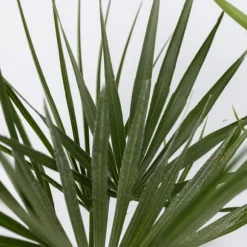 Blanda utomhuspalmer - Set om 6 - Outdoor Palmmix - Pokon - Höjd 50-70cm - ⌀15cm