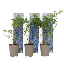 Blåbär - Set om 3 - Vaccinium corymbosum 'Sunshine Blue' - Höjd 25-40cm - ⌀9cm