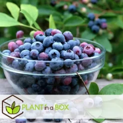 Blåbär - Set om 3 - Vaccinium corymbosum 'Sunshine Blue' - Höjd 25-40cm - ⌀9cm