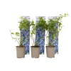 Blåbär - Set om 6 - Vaccinium corymbosum 'Sunshine Blue' - Höjd 25-40cm - ⌀9cm