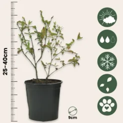 Blåbär - Set om 6 - Vaccinium corymbosum 'Sunshine Blue' - Höjd 25-40cm - ⌀9cm
