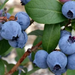 Blåbär - Set om 6 - Vaccinium corymbosum 'Sunshine Blue' - Höjd 25-40cm - ⌀9cm