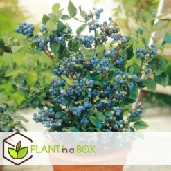 Blåbär - Set om 6 - Vaccinium corymbosum 'Sunshine Blue' - Höjd 25-40cm - ⌀9cm