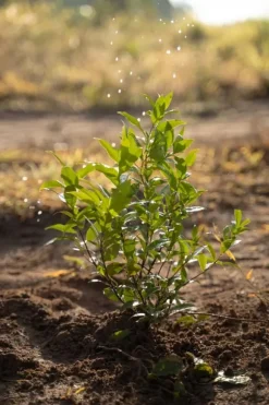 Blåbärs- och tranbärsjord pH 4-5 Biovita 50L