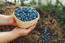 Blåbärs- och tranbärsjord pH 4-5 Biovita 50L