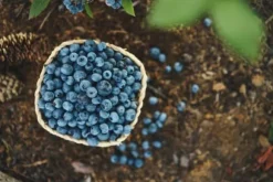 Blåbärs- och tranbärsjord pH 4-5 Biovita 50L