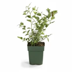 Blåbärsbuske 'Reka' - Ø13 cm Kruka - 45 cm Hög