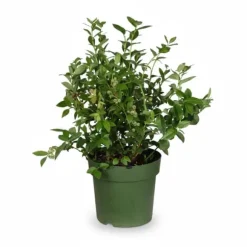 Blåbärsplanta Vaccinium corymbosum - Ø23 cm Kruka - 50 cm Hög