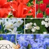 Blomlökar från Holland - Set om 250 - Tulipa Narcissus Scilla Allium Muscari
