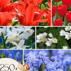 Blomlökar från Holland - Set om 250 - Tulipa Narcissus Scilla Allium Muscari