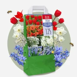 Blomlökar från Holland - Set om 250 - Tulipa Narcissus Scilla Allium Muscari