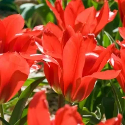 Blomlökar från Holland - Set om 250 - Tulipa Narcissus Scilla Allium Muscari