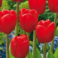 Blomlökar från Holland - Set om 250 - Tulipa Narcissus Scilla Allium Muscari