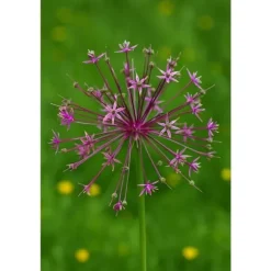 Blomlökar Hjärta av exotism - Prydnadssticklök Allium schubertii (5 stycken)