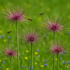 Blomlökar Hjärta av exotism - Prydnadssticklök Allium schubertii (5 stycken)