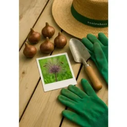 Blomlökar Hjärta av exotism - Prydnadssticklök Allium schubertii (5 stycken)