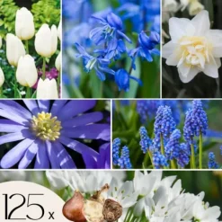 Blomlökpaket - Set om 125 - Allium, Narcissus, Tulipa och mer - Blomlökar - Blå