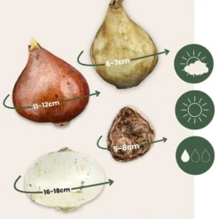 Blomlökpaket - Set om 125 - Allium, Narcissus, Tulipa och mer - Blomlökar - Blå