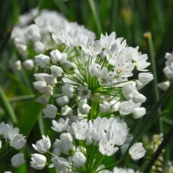 Blomlökpaket - Set om 125 - Allium, Narcissus, Tulipa och mer - Blomlökar - Blå