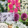 Blomlökpaket - Set om 250 - Allium, Narcissus, Muscari - Blomlökar - Purpur