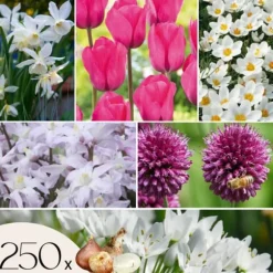 Blomlökpaket - Set om 250 - Allium, Narcissus, Muscari - Blomlökar - Purpur