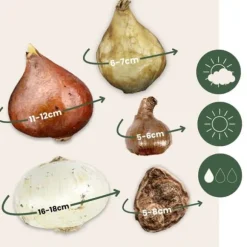 Blomlökpaket - Set om 250 - Allium, Narcissus, Muscari - Blomlökar - Purpur