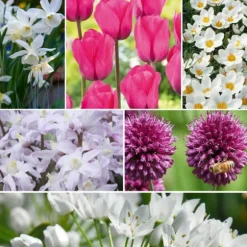 Blomlökpaket - Set om 250 - Allium, Narcissus, Muscari - Blomlökar - Purpur