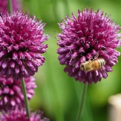Blomlökpaket - Set om 250 - Allium, Narcissus, Muscari - Blomlökar - Purpur