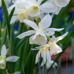 Blomlökpaket - Set om 250 - Allium, Narcissus, Muscari - Blomlökar - Purpur