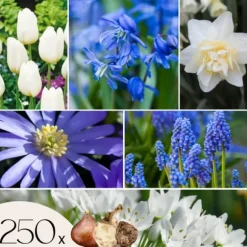 Blomlökpaket - Set om 250 - Allium, Narcissus, Tulipa och mer - Blomlökar - Blå