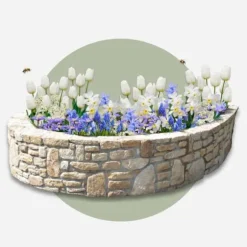 Blomlökpaket - Set om 250 - Allium, Narcissus, Tulipa och mer - Blomlökar - Blå