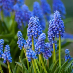 Blomlökpaket - Set om 250 - Allium, Narcissus, Tulipa och mer - Blomlökar - Blå