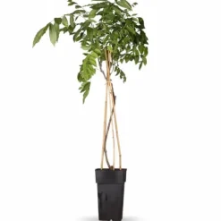 Blåregn 'Prolific' - Wisteria sinensis - Ø15 cm Kruka, 65 cm Hög